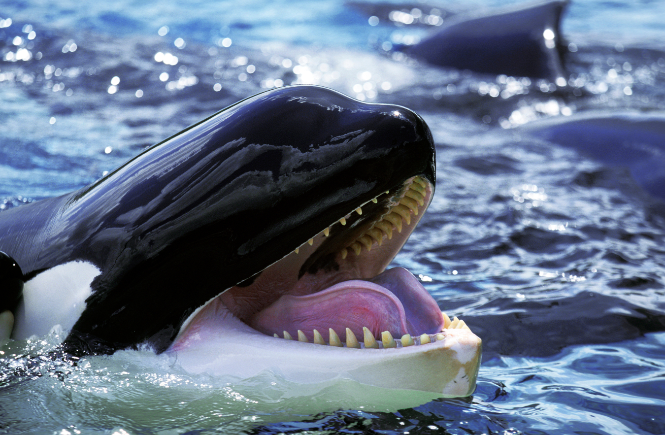 An orca smiles in the ocean.