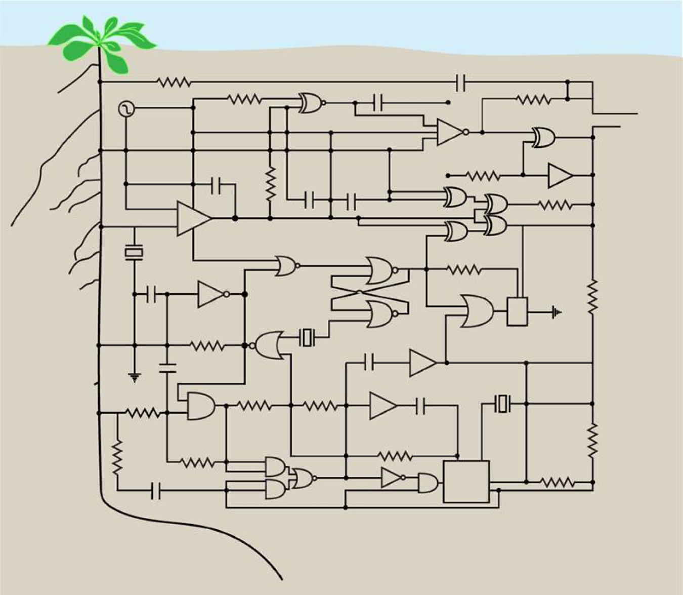 Synthetic genetic circuits designed to rewire gene expression in plant roots can be used to change the way roots grow.