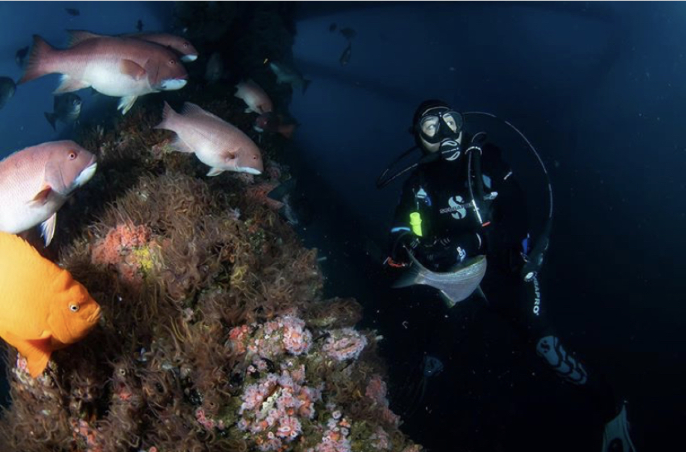 Dressed in scuba gear, Claire Gonzales hovers underwater next to a rock wall covered in sea grass and pink anemones while a school of pink and orange fish swim towards her.