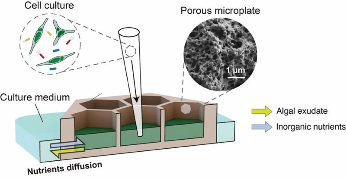 A schematic diagram of the porous microplate between culture wells. This allows microalgae and bacteria to be cultured in wells at different distances from one another and exchange nutrients without being in physical contact.