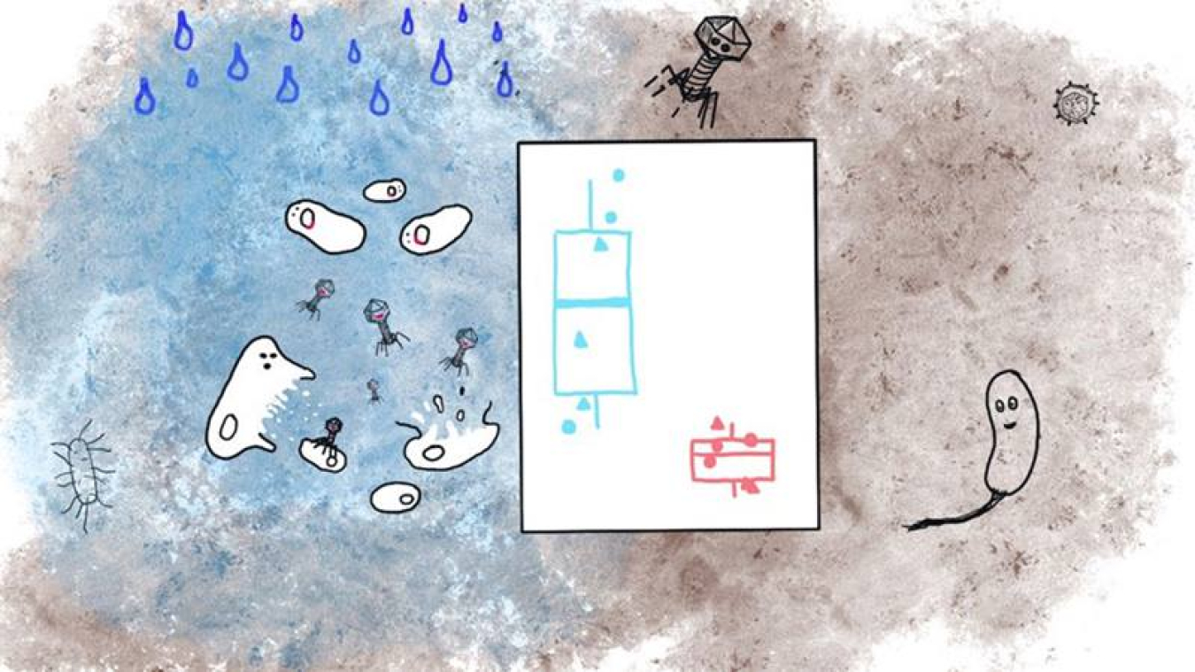 Soil moisture influences the composition and activity of DNA and RNA viruses. The bar graph indicates higher DNA virus activity in wet soil (blue) compared to dry soil (red).