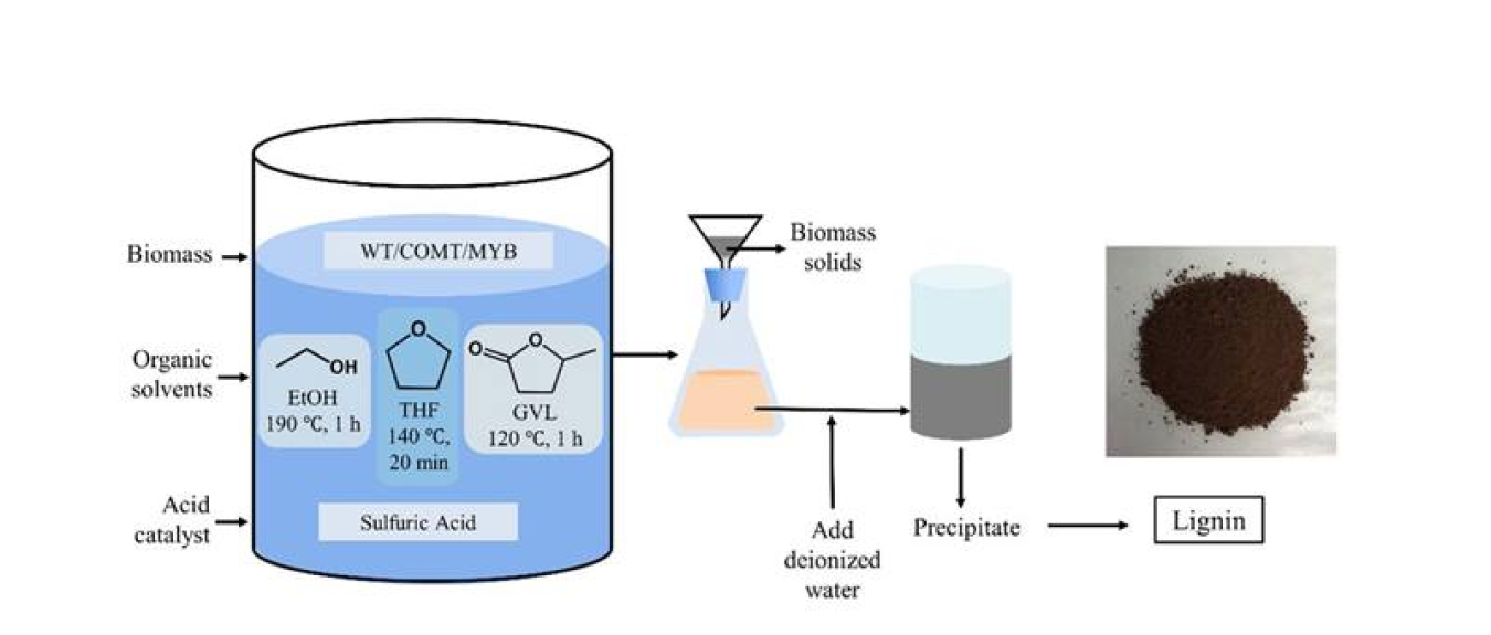 Lignin-yielding switchgrass pretreatment. Researchers pretreated three switchgrass samples in one of three solvents (EtOH, THF or GVL) while heating in dilute acid. Pretreatment extracts and breaks down lignin polymers into modular molecular components.