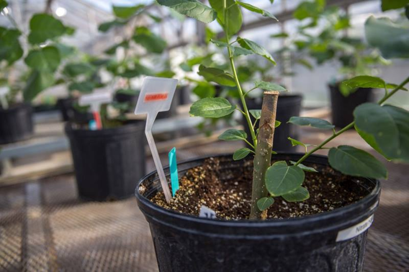 Rows of potted poplar trees grow in a research greenhouse at Michigan State University. Engineering bioenergy crops, such as these poplars, can produce biomass with lignin that is more valuable and/or easier to break down.