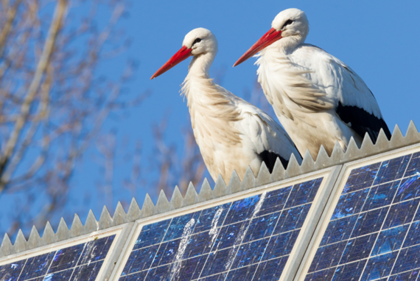 Two cranes sit on solar panels.