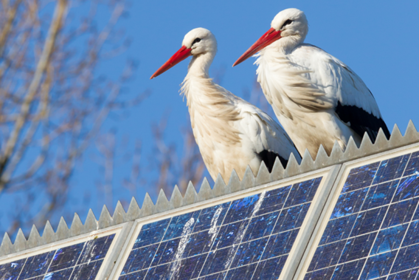 Two cranes sit on solar panels. 