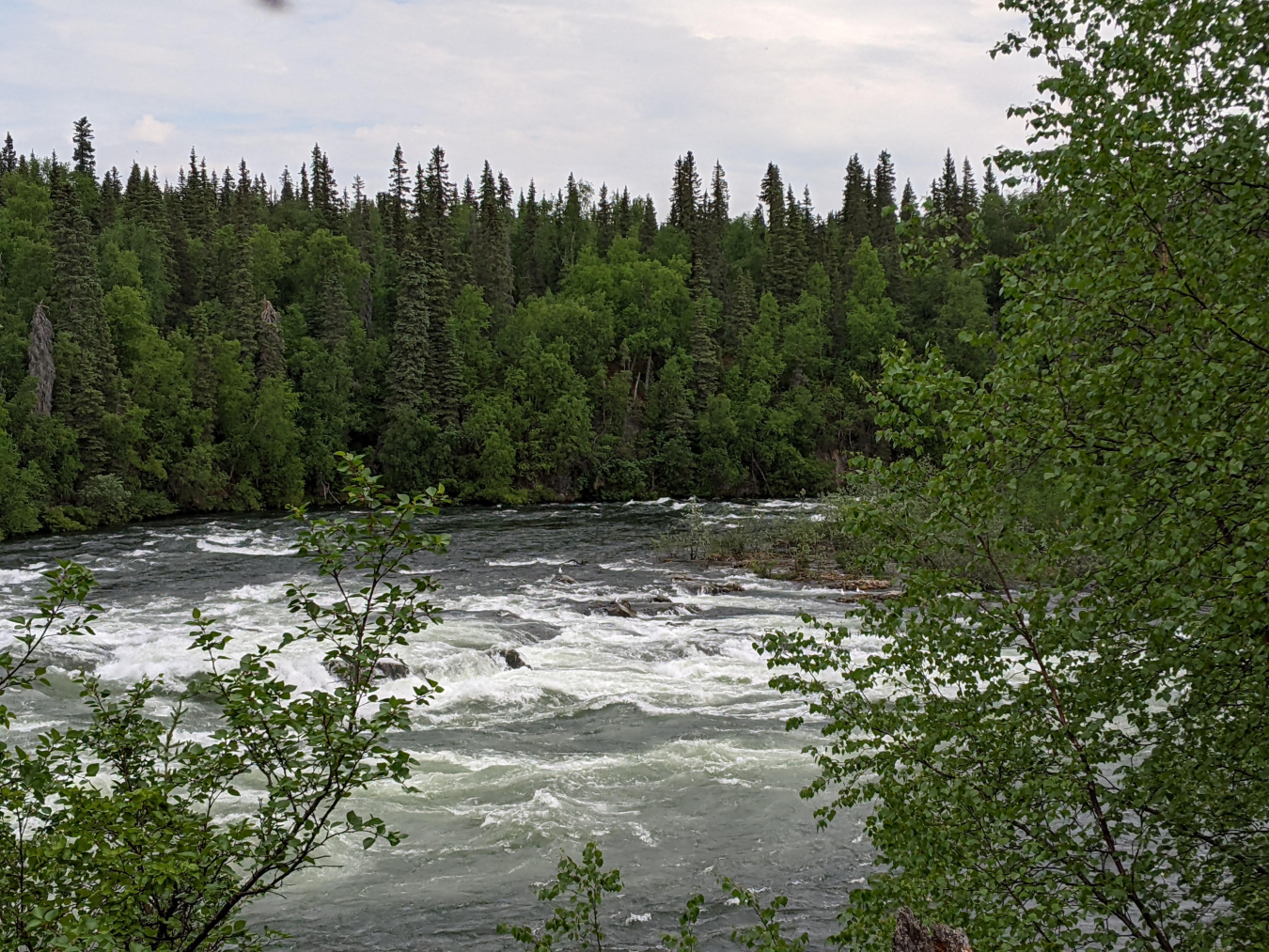 A rushing river surrounded by pine trees.