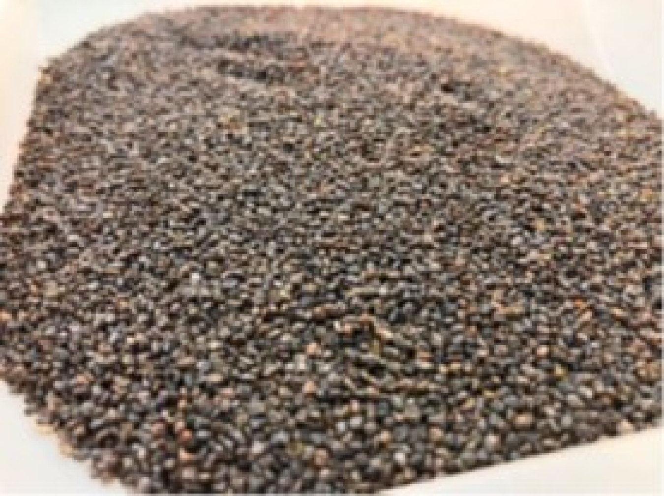 A bulk-sampled seed collection of Braunton’s milk-vetch after processing at the California Seed Bank.