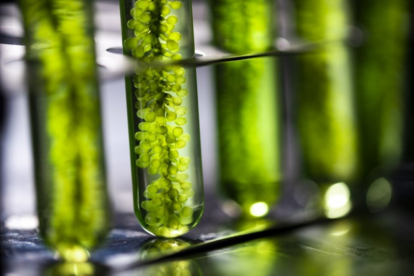 Biomass test tubes