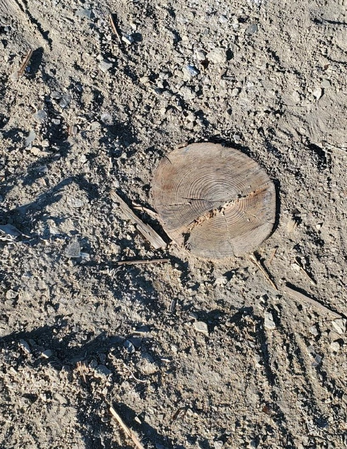 stump