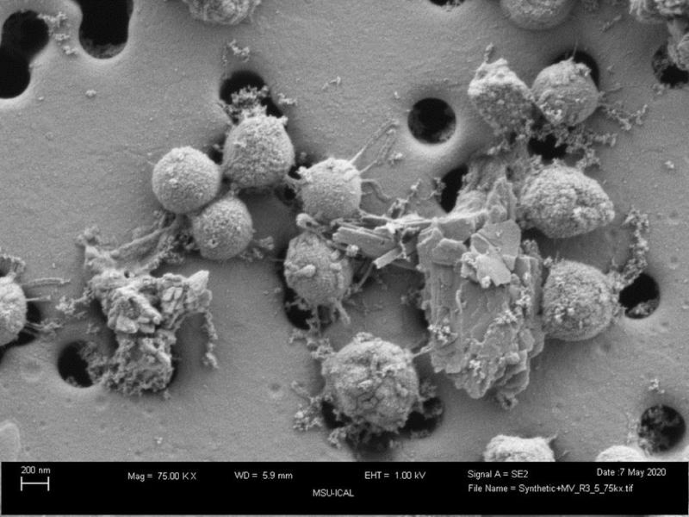 Electron micrograph of the microorganism Methanococcus voltae grown with pyrite. The pyrite grains are attached to coccoid cells that have extracellular appendages that connect the cells to each other. Scale bar is 200 nanometers.