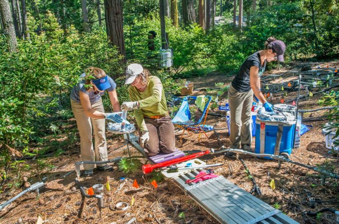 Berkeley Lab scientists take soil samples at the warming experiment in Blodgett Forest.