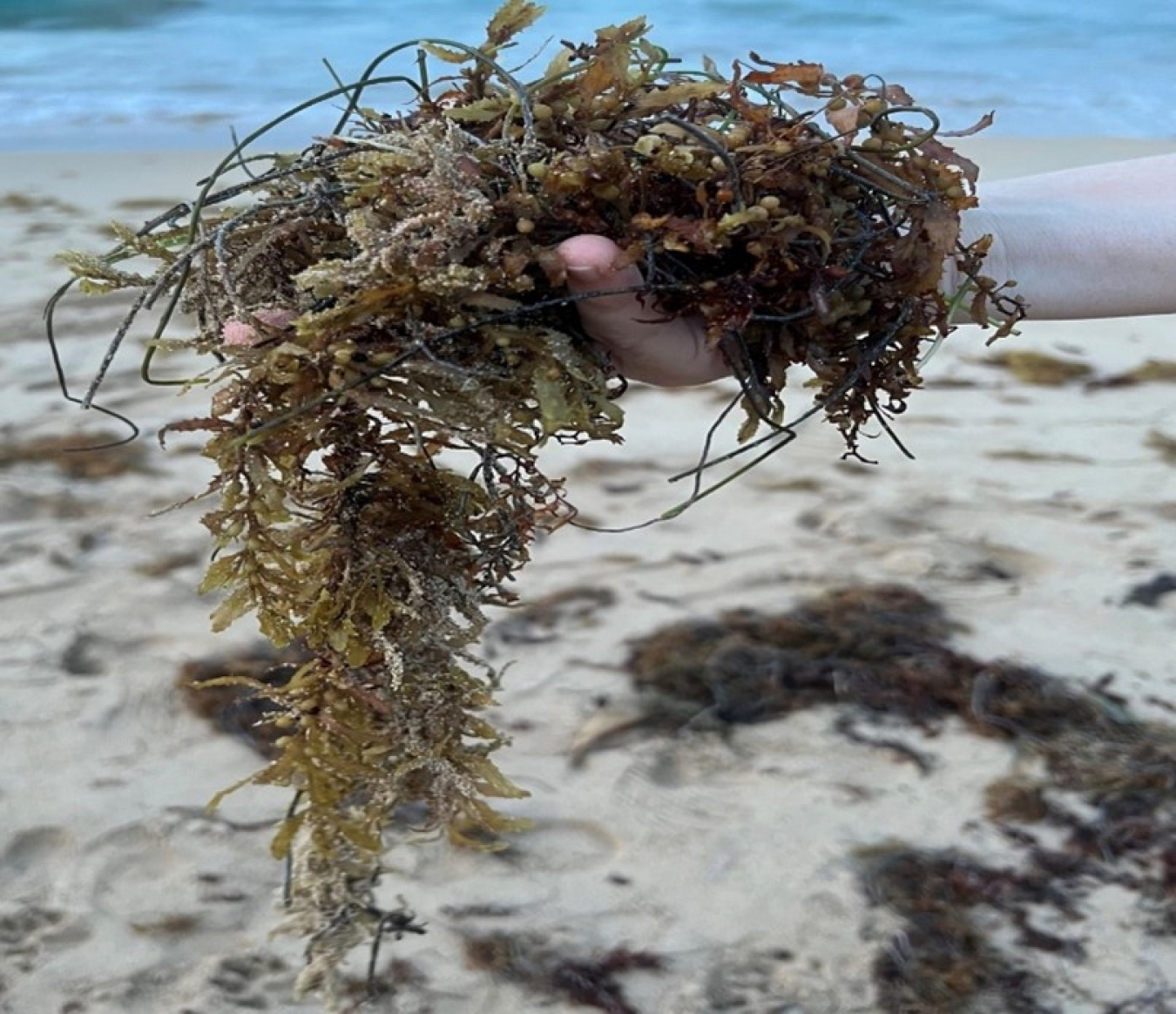 BETO Macroalgae