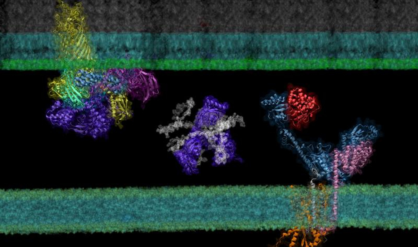 Deep learning predicts protein-protein interactions essential to the transport and folding of bacterial outer membrane proteins. Here, a nascent polypeptide (grey) is shuttled between two portals located at the inner and outer membranes of E. coli.