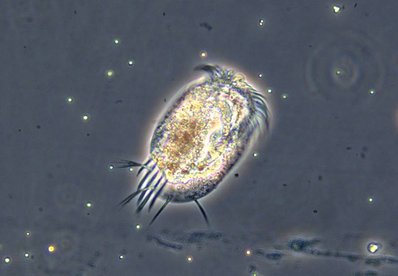 This is the protist predator Euplotes sp. By creating a food web with this predator at the top, scientists found that changing temperature and nutrients can alter the relationship between abundance and average body sizes in microbes.
