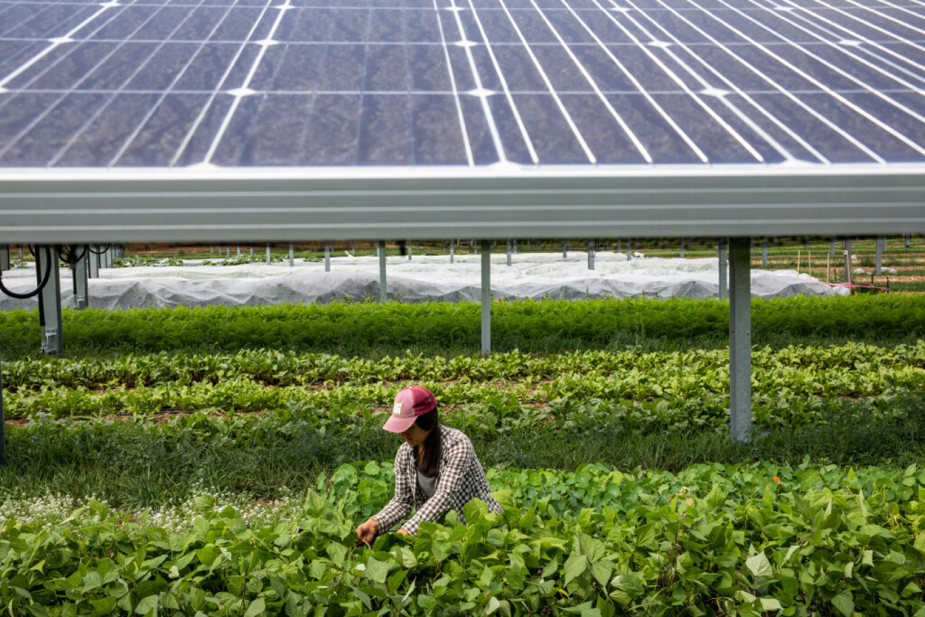 A farmer harvests crops at Jack's Solar Garden.