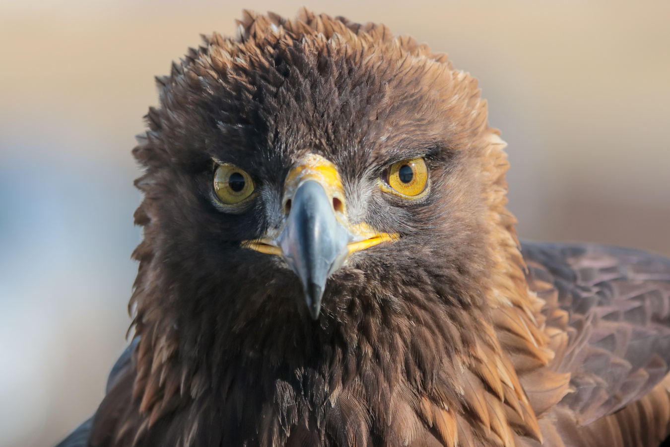 Golden Eagle looks at camera. 