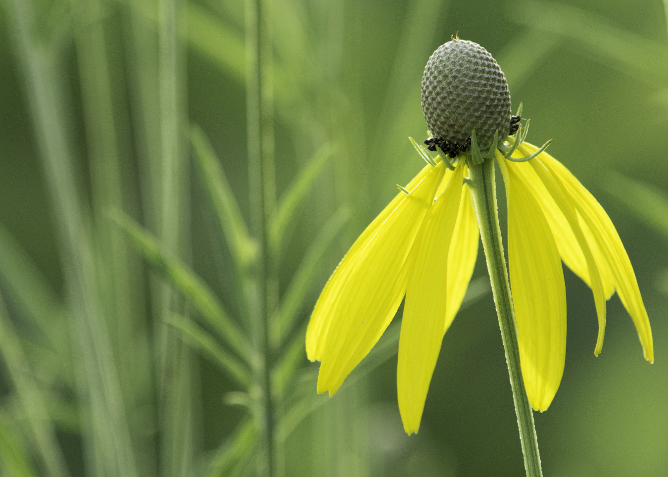 Weldon Spring Site flower