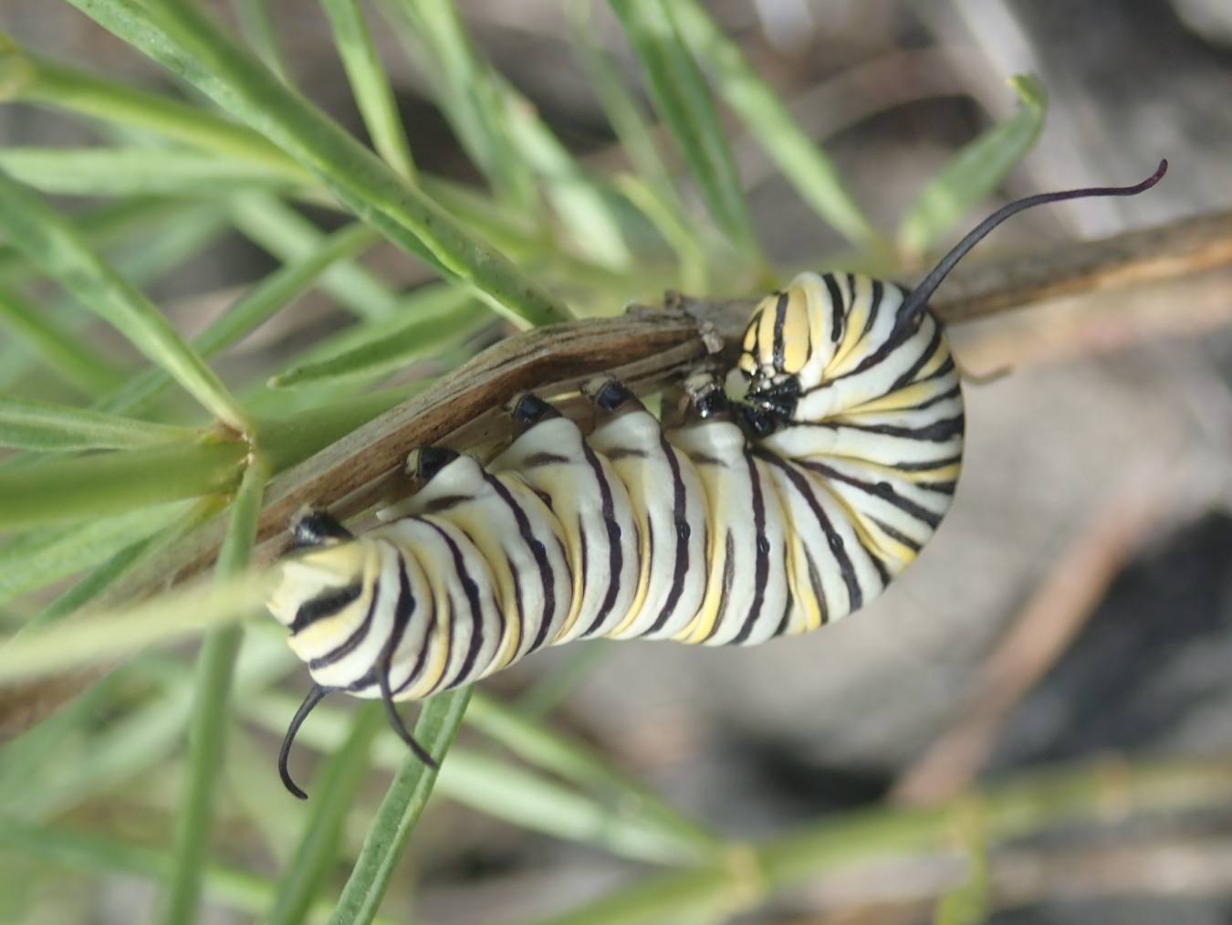 caterpillar