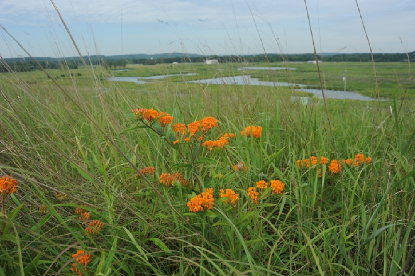 Orange Wildflowers at Fernald Site