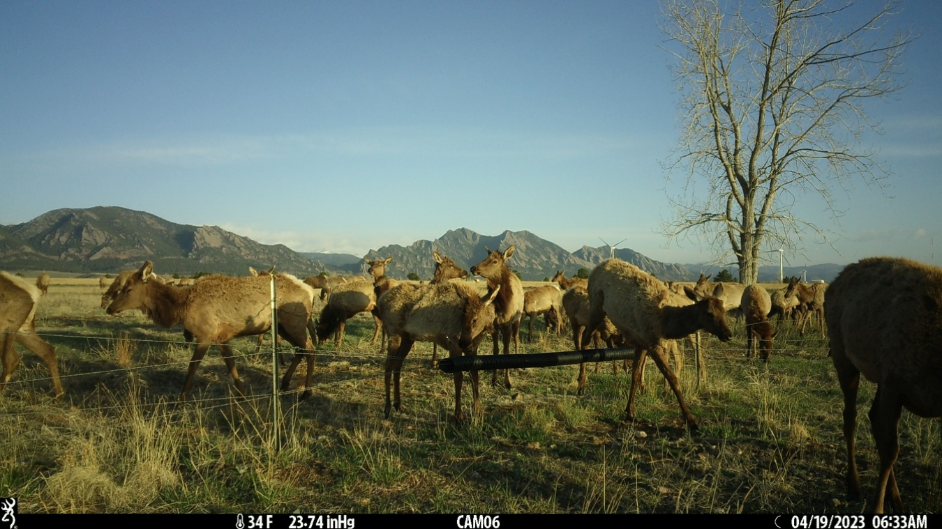 elk