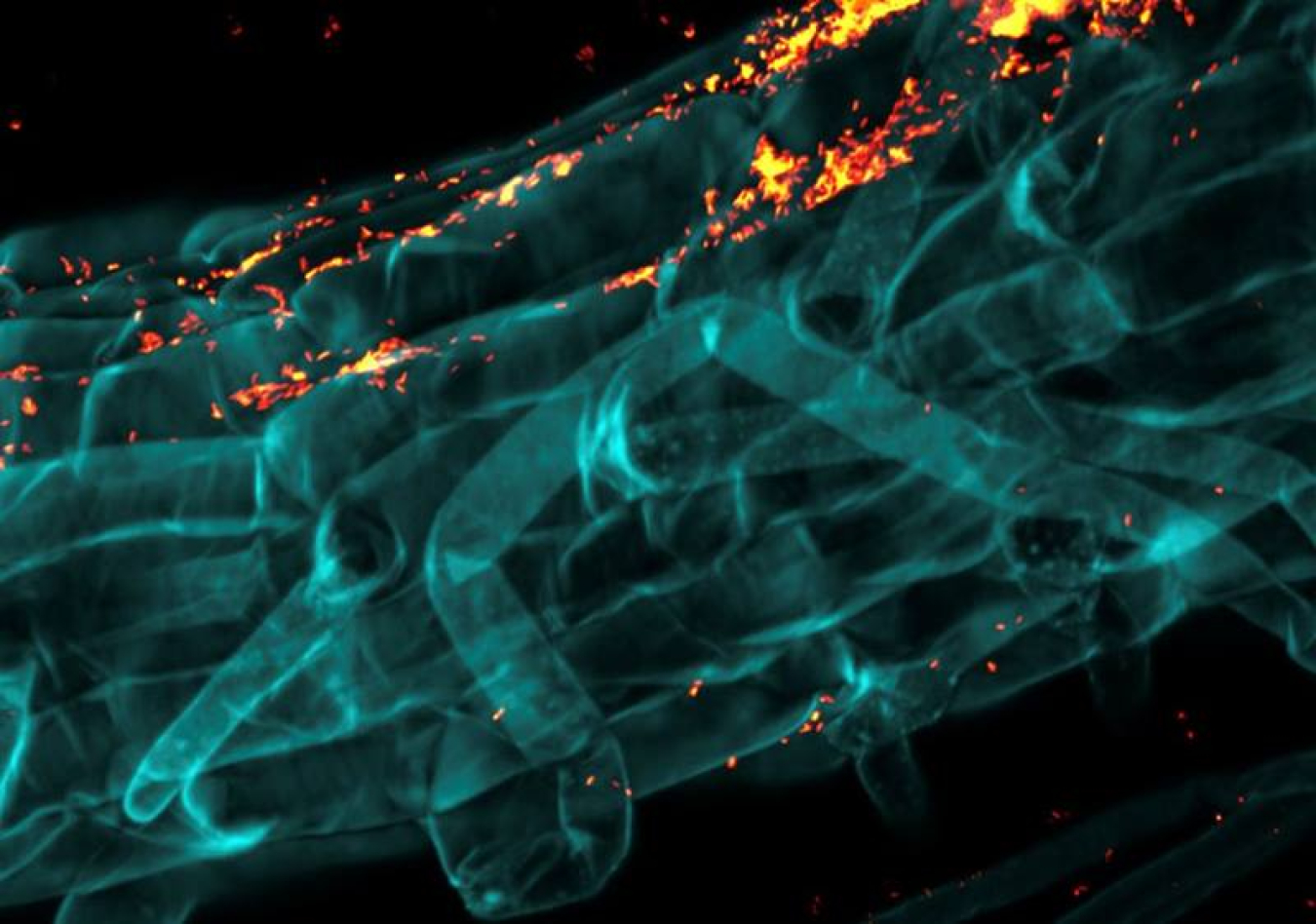 Confocal microscope image of a switchgrass root (colored in blue) colonized by fluorescently labeled bacteria (in yellow and orange).