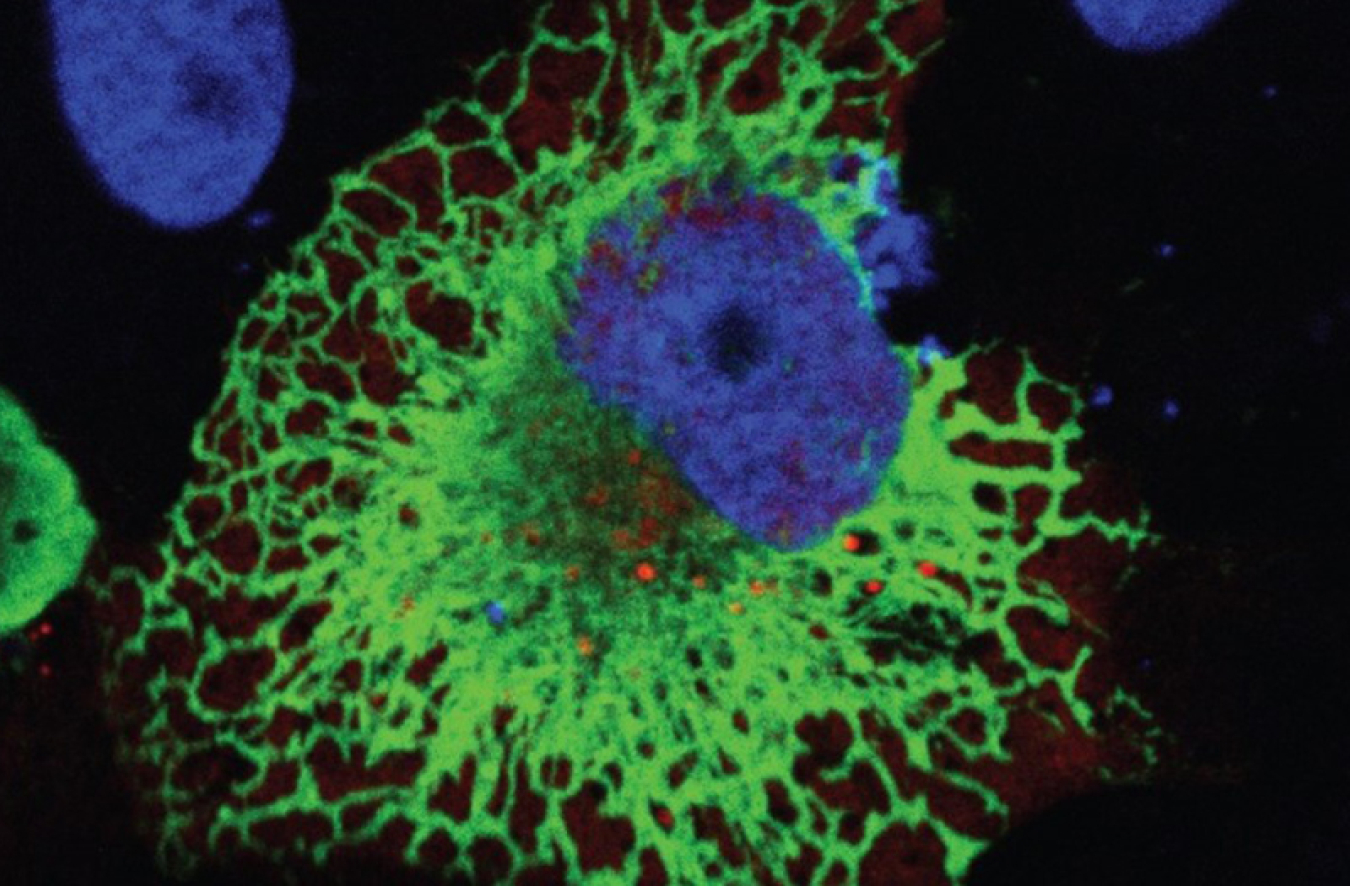 A microscopic image of a receptor protein (which looks like a green sponge-like object) and the spike protein of the virus that causes COVID-19 (which is a red blob in the middle of the green object, coming out of a blue blob on top of it)