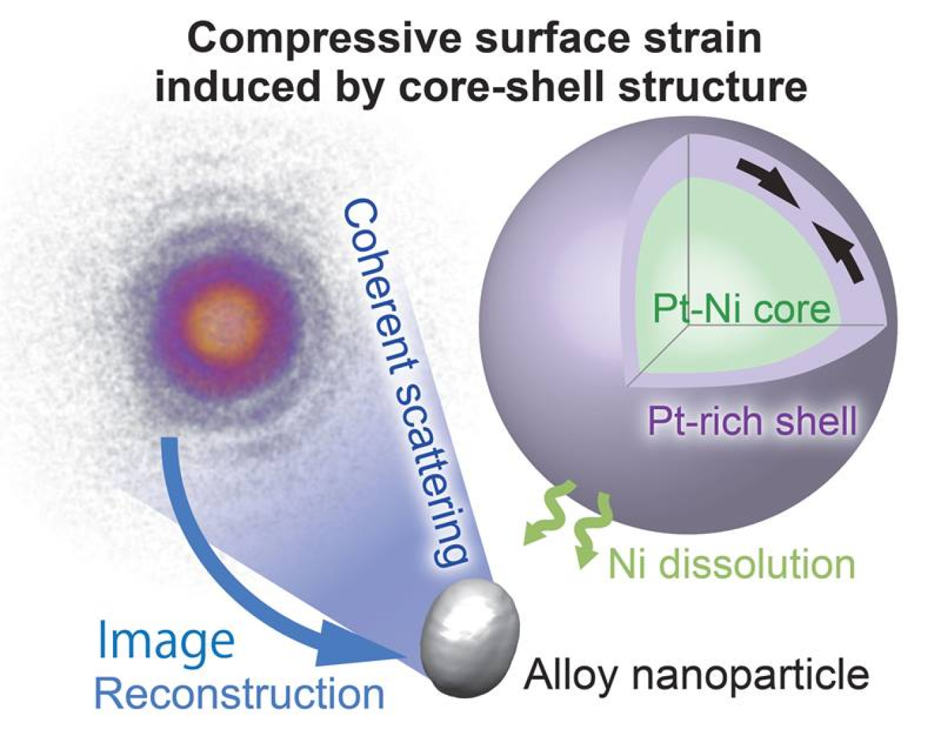 BCDI method using coherent synchrotron X-rays at the Advanced Photon Source (left schematic) to image internal 3D strain and composition distributions in-situ at various stages of electrochemically driven nickel surface dissolution (right schematic).