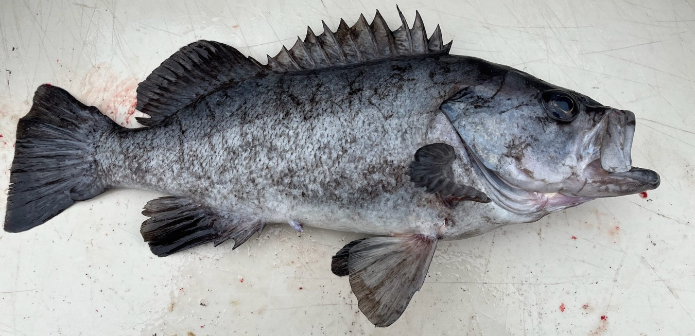 Rockfish