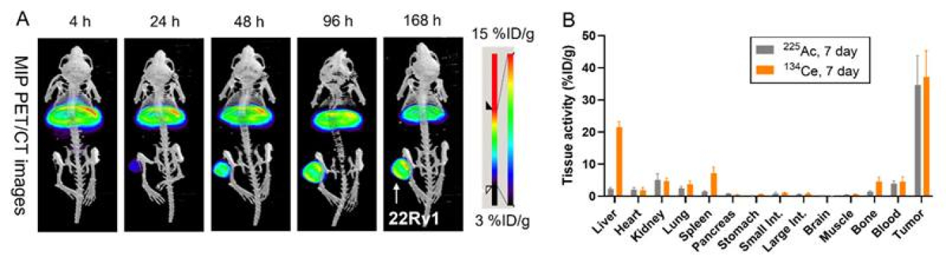 Cerium/lanthanum-134-based radiopharmaceuticals have promise for prostate cancer imaging and therapy. Right, tumors show high tumor uptake of cerium-134. Left, a comparison of cerium-134 and actinium-225 shows a similar pattern of uptake in most tissues.
