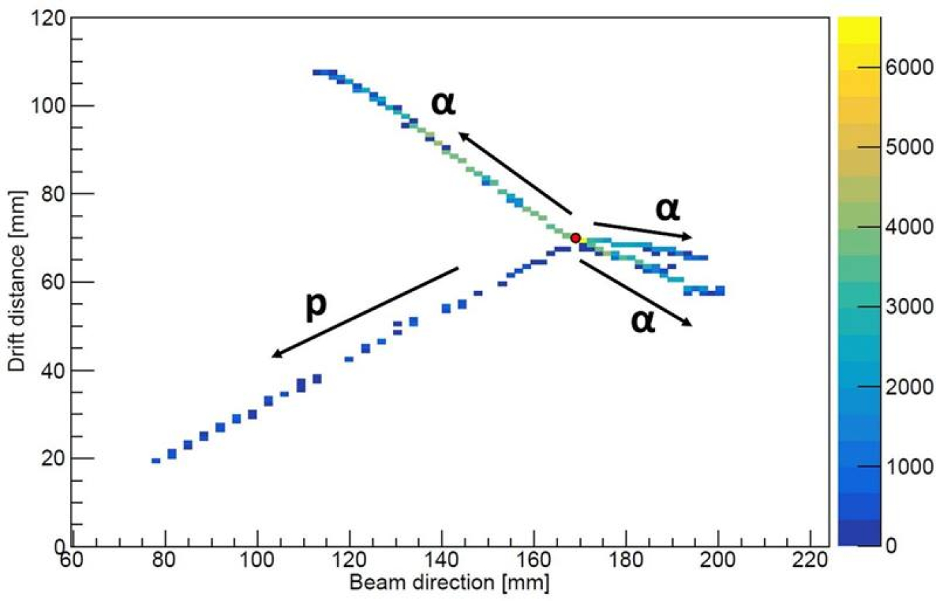 Image of particles that have emerged from the nucleus after it undergoes beta decay from this new decay mode. The resultant nucleus has broken apart into three helium nuclei (α) and one proton (p) originating from a single decay point (red circle).