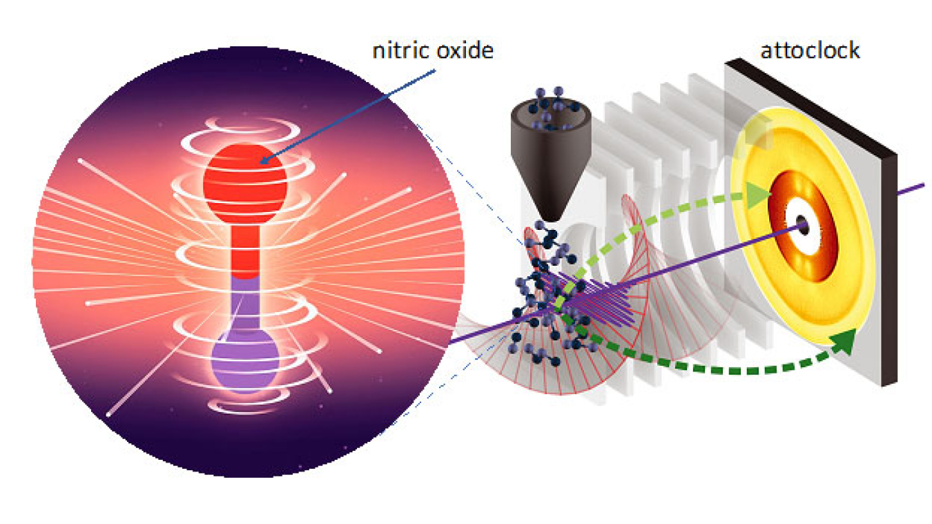 Electrons in a highly excited state rotate around a nitric oxide molecule. As the electrons are ejected from the molecule, their motion is captured with an attoclock, showing the signature of quantum coherence in their motion.