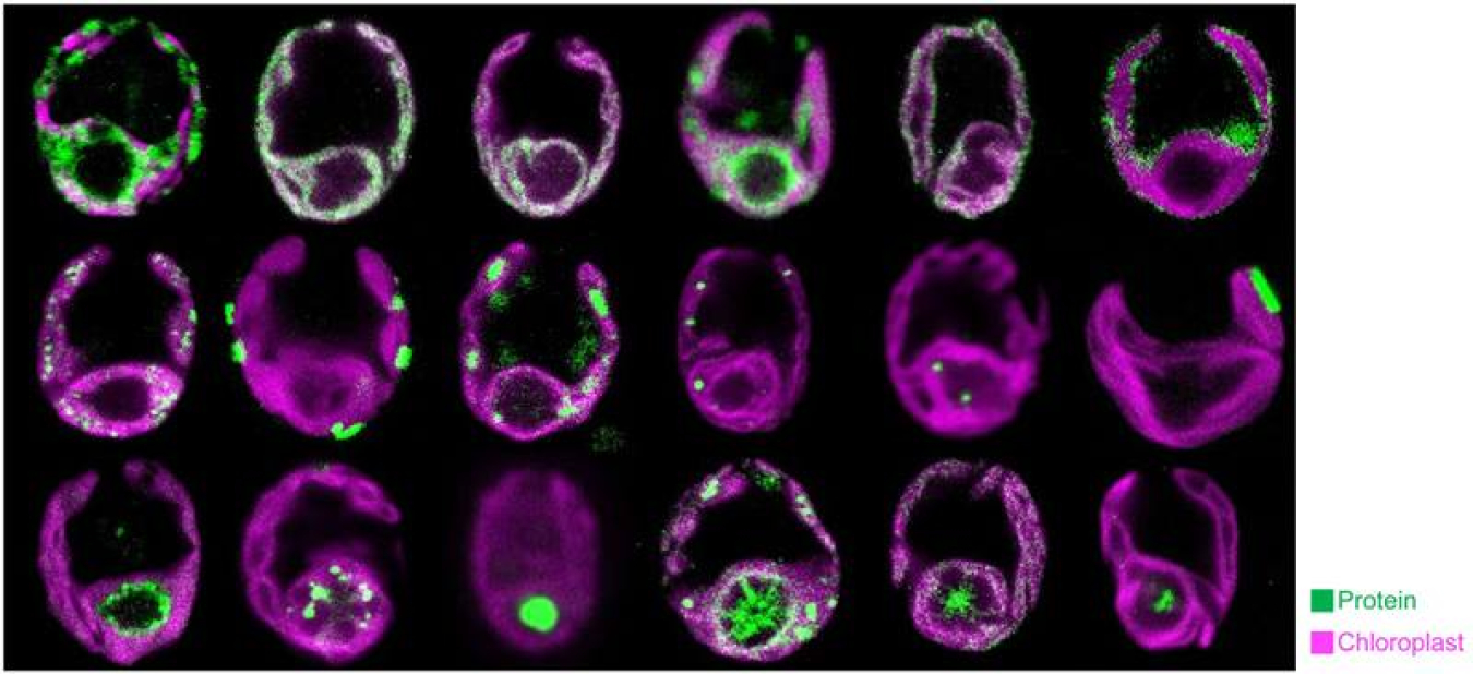 The locations of chloroplast proteins reveal the spatial organization of the chloroplast.