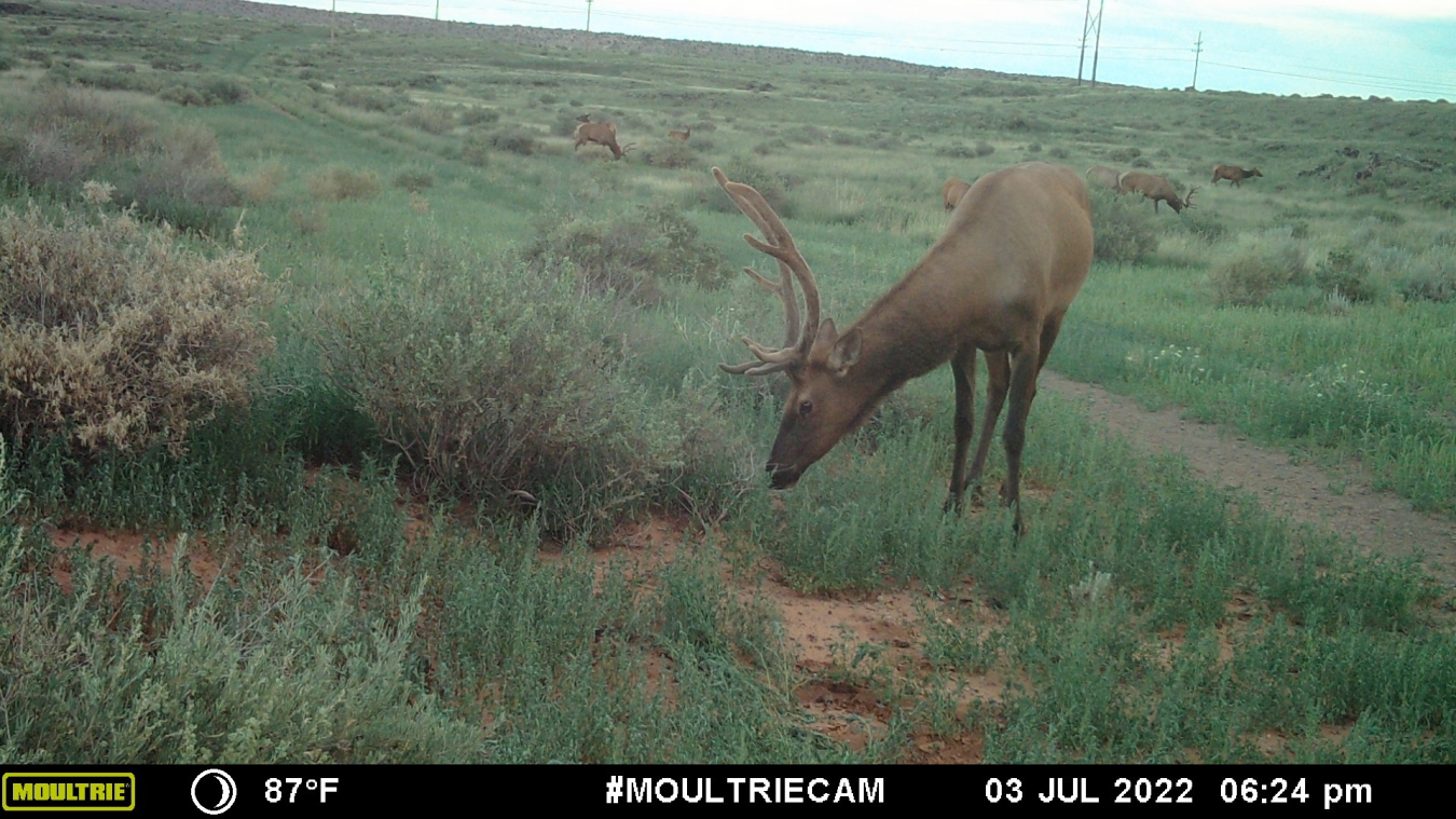 Elk from wildlife cam