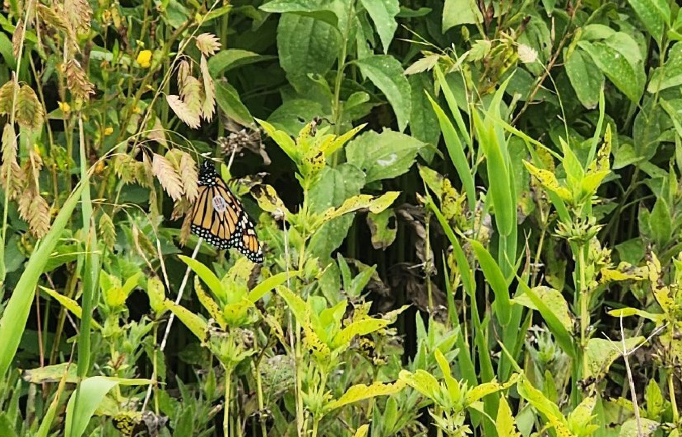 A monarch butterfly rests in Weldon Spring Site Native Plant Garden after being tagged.