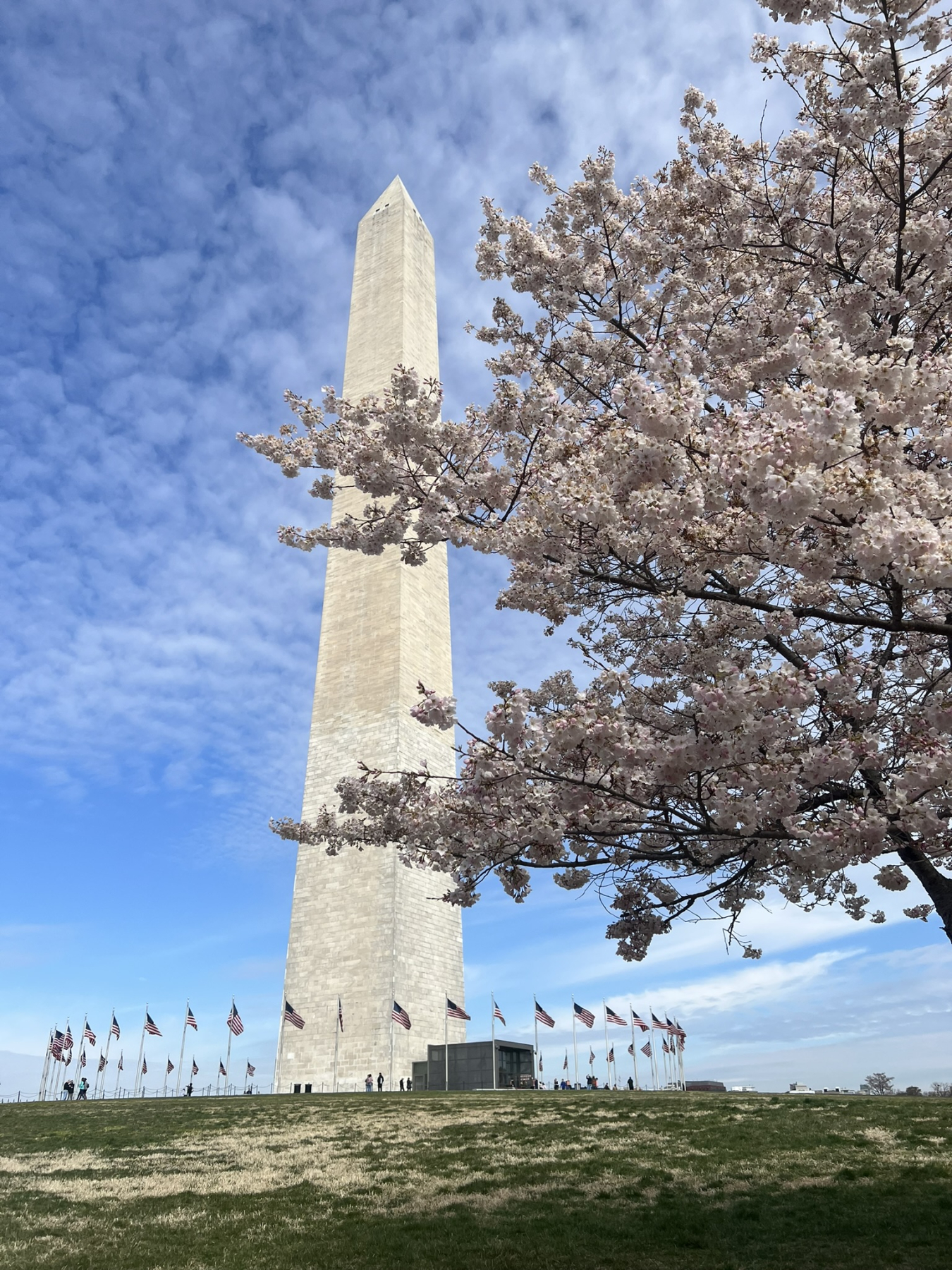 cherry blossoms in front of the Washington monument
