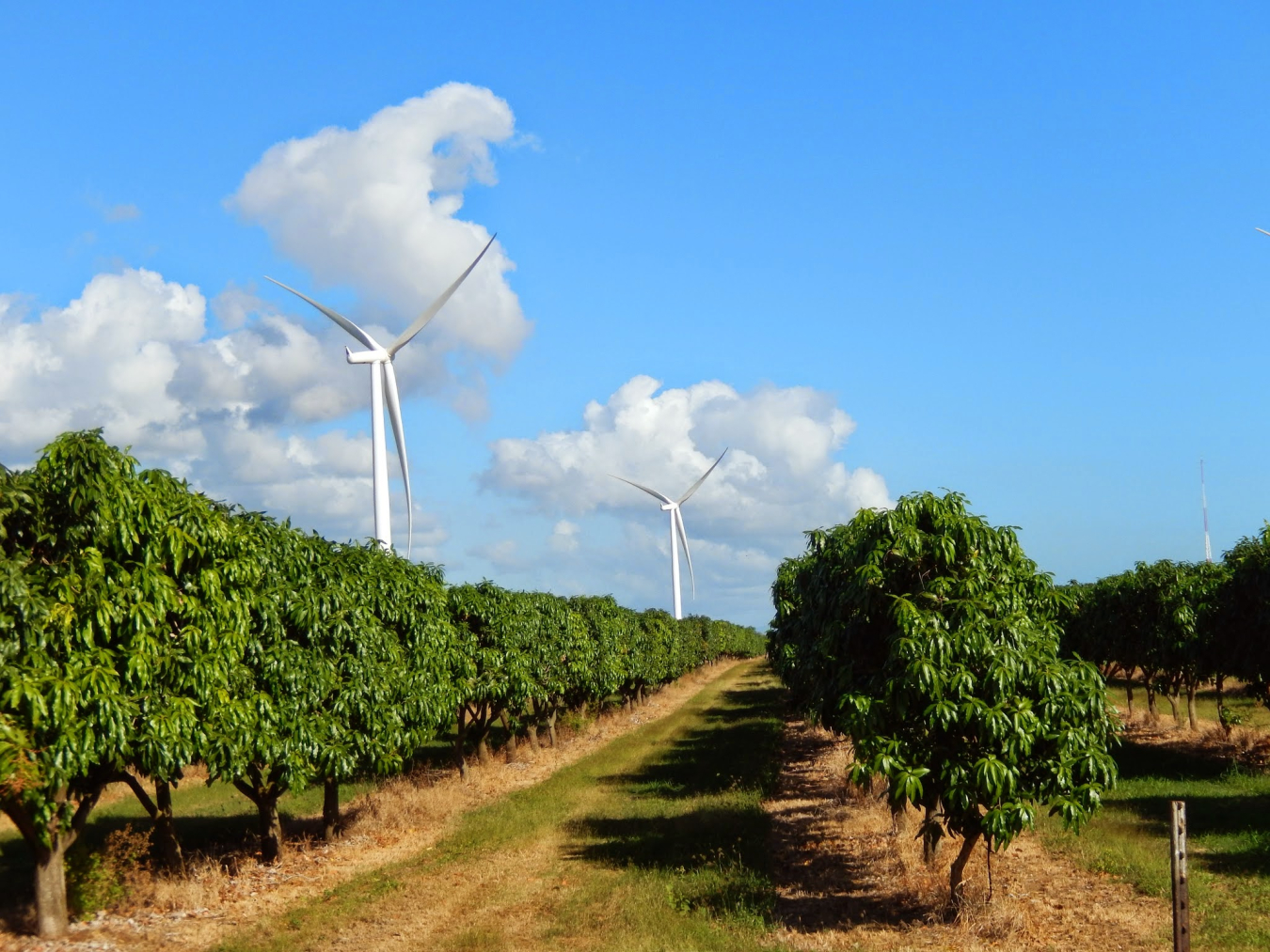 Two wind turbines rise over rows of fruit trees.  