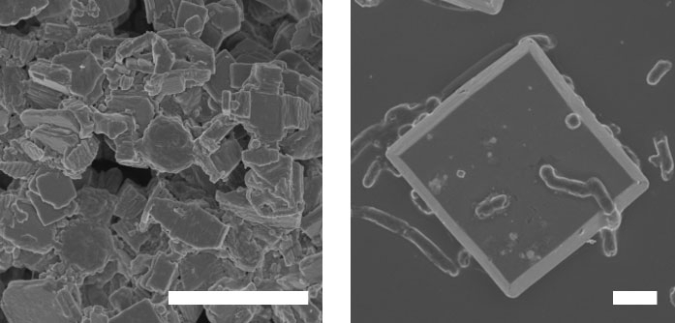 Scanning electron microscopy images of bacterial cells on semiconductor materials. Left: adapted Ralstonia eutropha on copper-tungsten-sulfide film. Right: Adapted R. eutropha on the facets of a Bismuth vanadate particle. Scale bars: 2 micrometers.