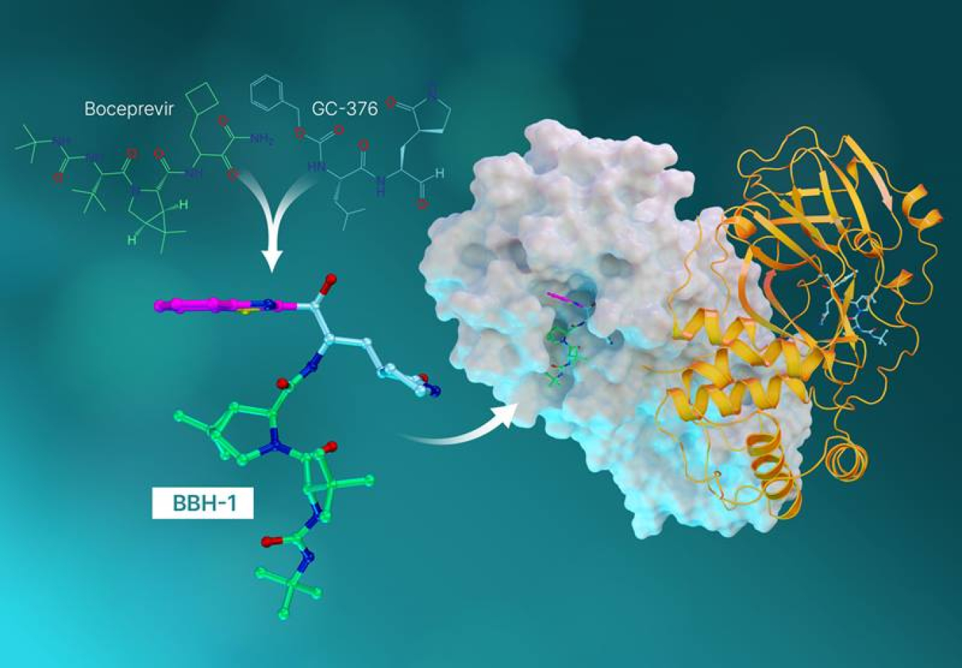 Neutrons and X-rays provided insights on the binding of the COVID-19 virus SARS-CoV-2 protein with a novel inhibitor, BBH-1, formed by combining atomic features of known hepatitis C and SARS-CoV-1 inhibitors (such as Boceprevir and GC-376, upper left).