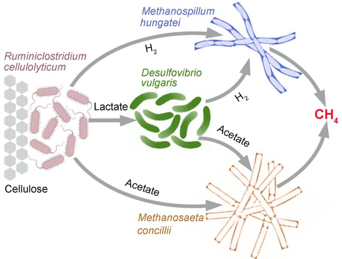 Carbon and energy flow through a synthetic microbial community that converts cellulose to methane.