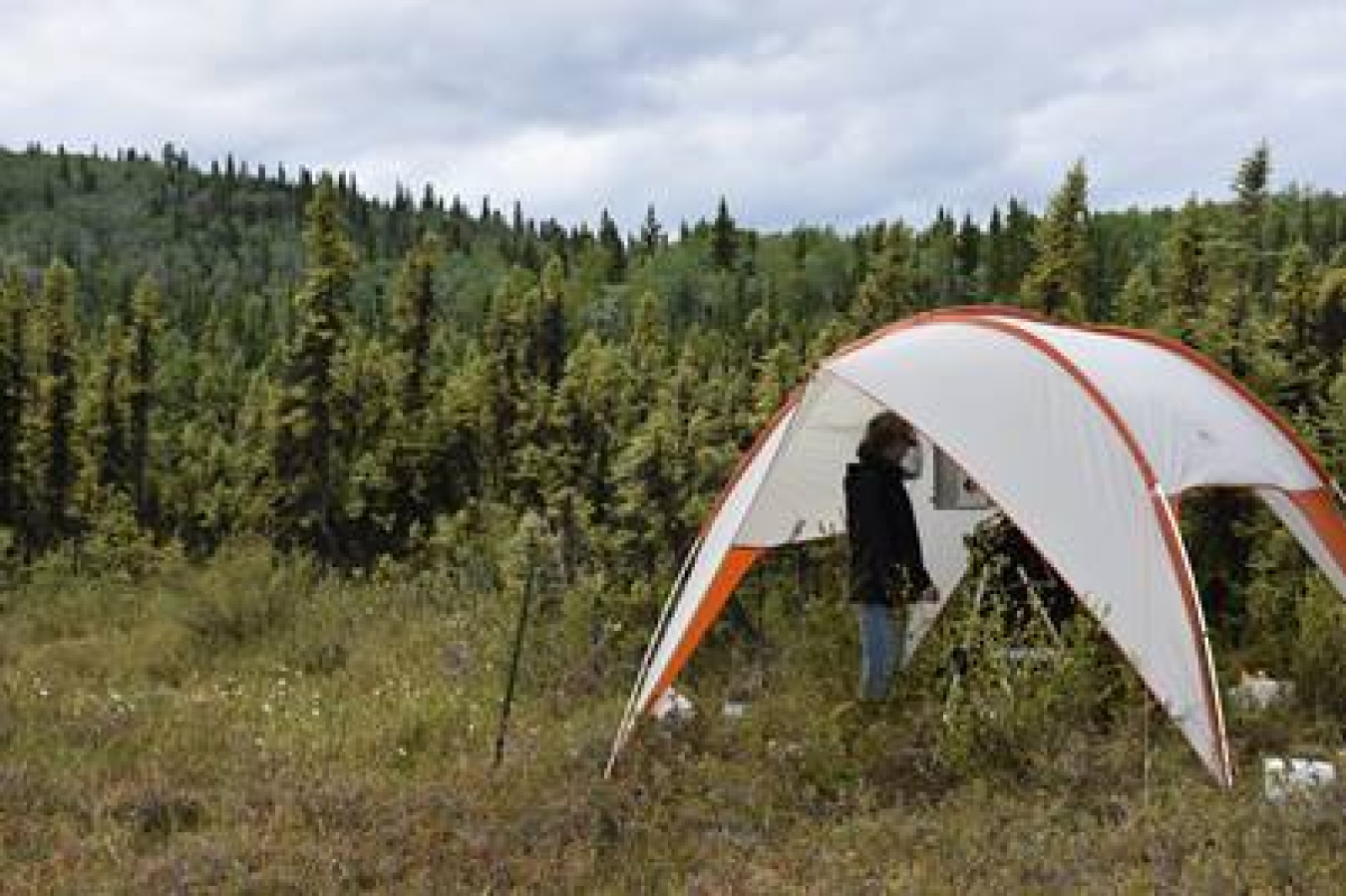 Woman standing under tent in a field surrounded by pine trees