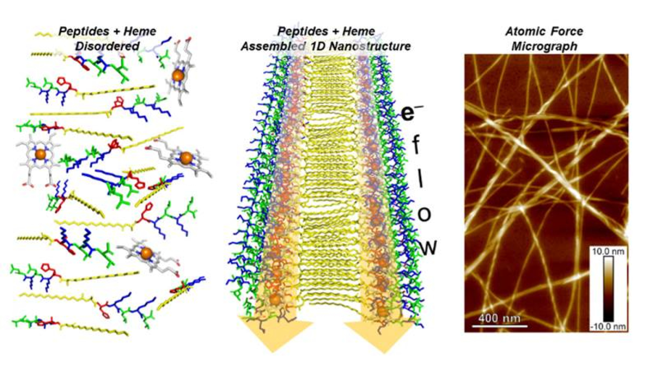 Peptide molecules and heme disordered in solution (left) are transformed into an ordered one-dimensional (1D) self-assembled nanostructure (center) that supports electron flow, as imaged by Atomic Force Microscopy (right).