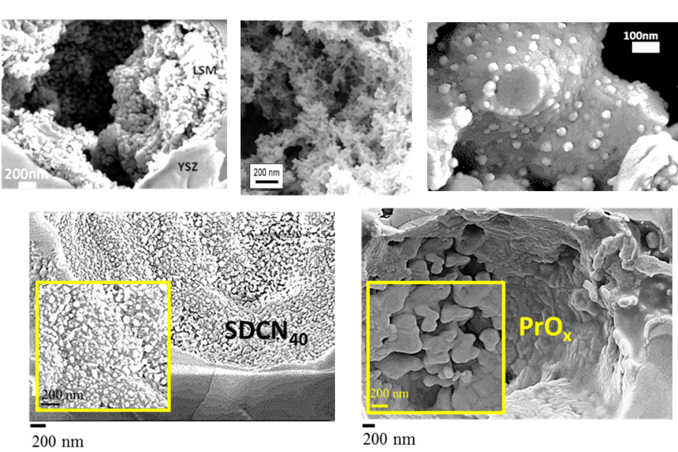 Various images of cells.