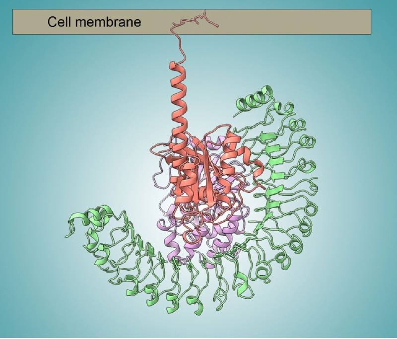 When joined together and anchored to the inside of a cell membrane, this complex of three proteins (shown in salmon, purple, and green) plays a key role in cell replication, making it a potential target for anticancer drug development.