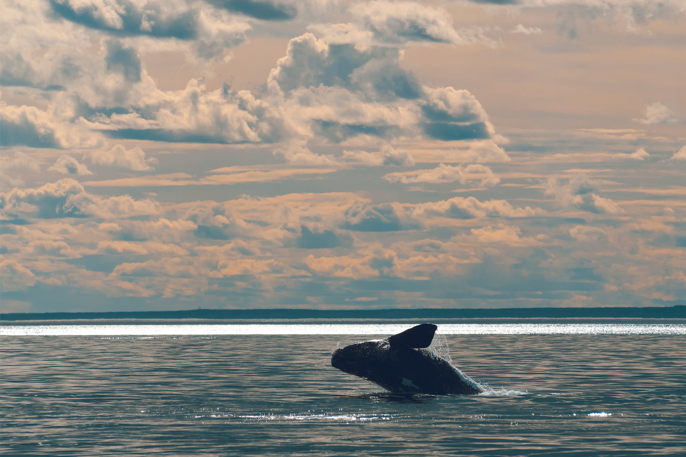 Right whale breaches a body of water. 