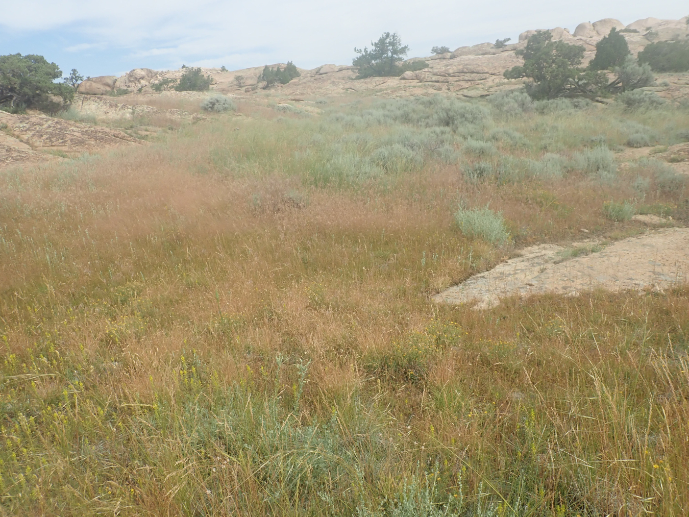 SPR Cheatgrass
