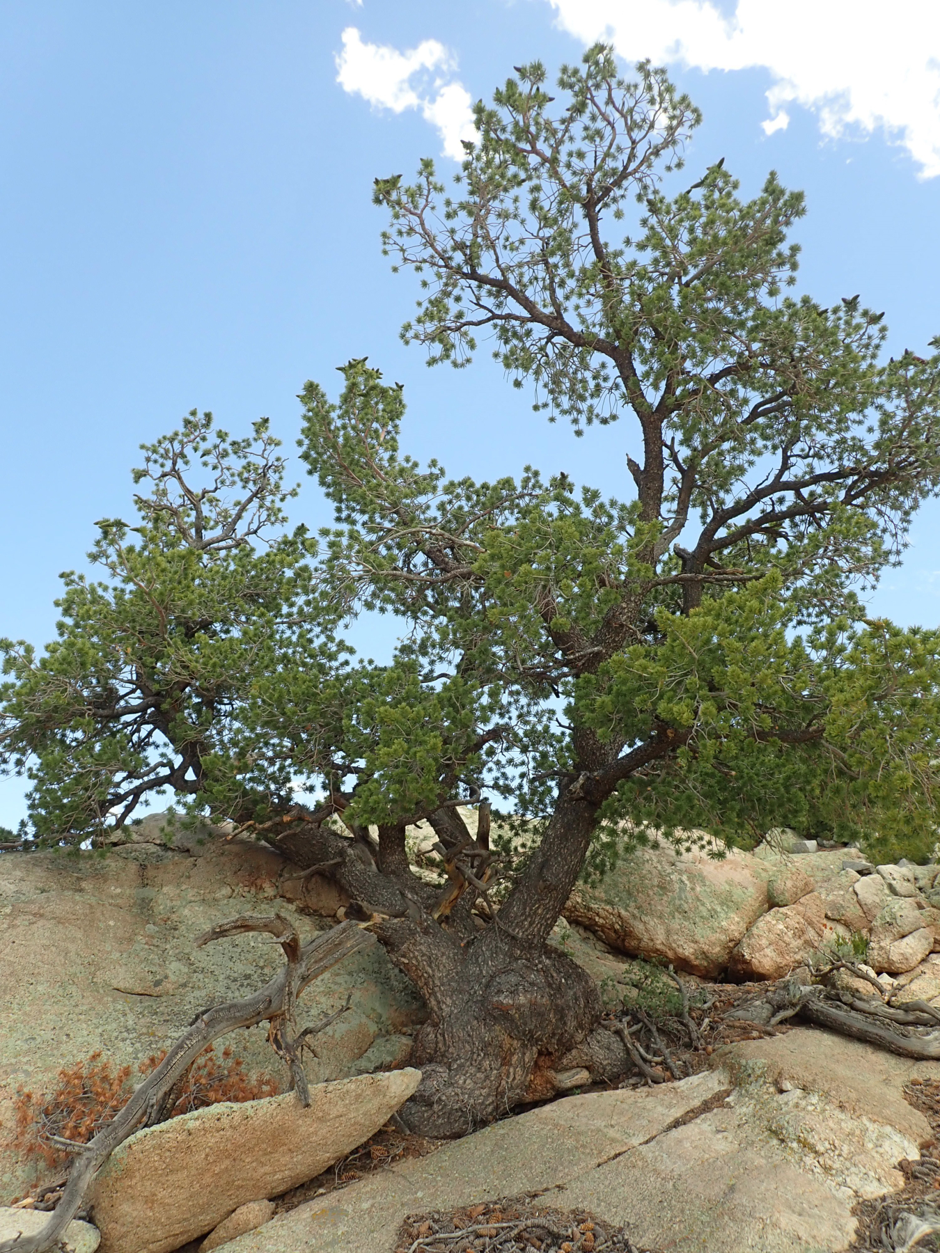 SPR Limber Pine
