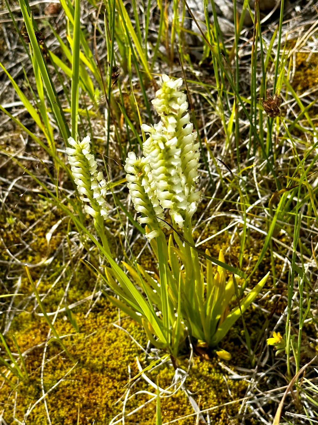 SPR Ute Ladies Tresses