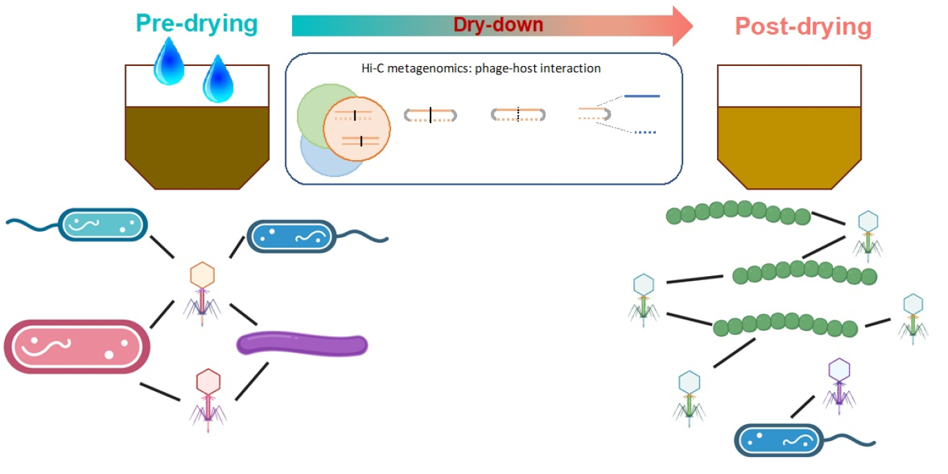 High-Throughput Chromosome Conformation Capture technology allowed scientists to detect bacteriophage-host infection networks and how they varied between dry and wet soil.