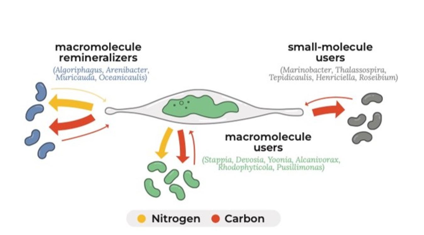 Conceptual figure of the microbiome associated with the model diatom Phaeodactylum using single-cell measurements of carbon and nitrogen incorporation and release showing three strategies of metabolic interactions.