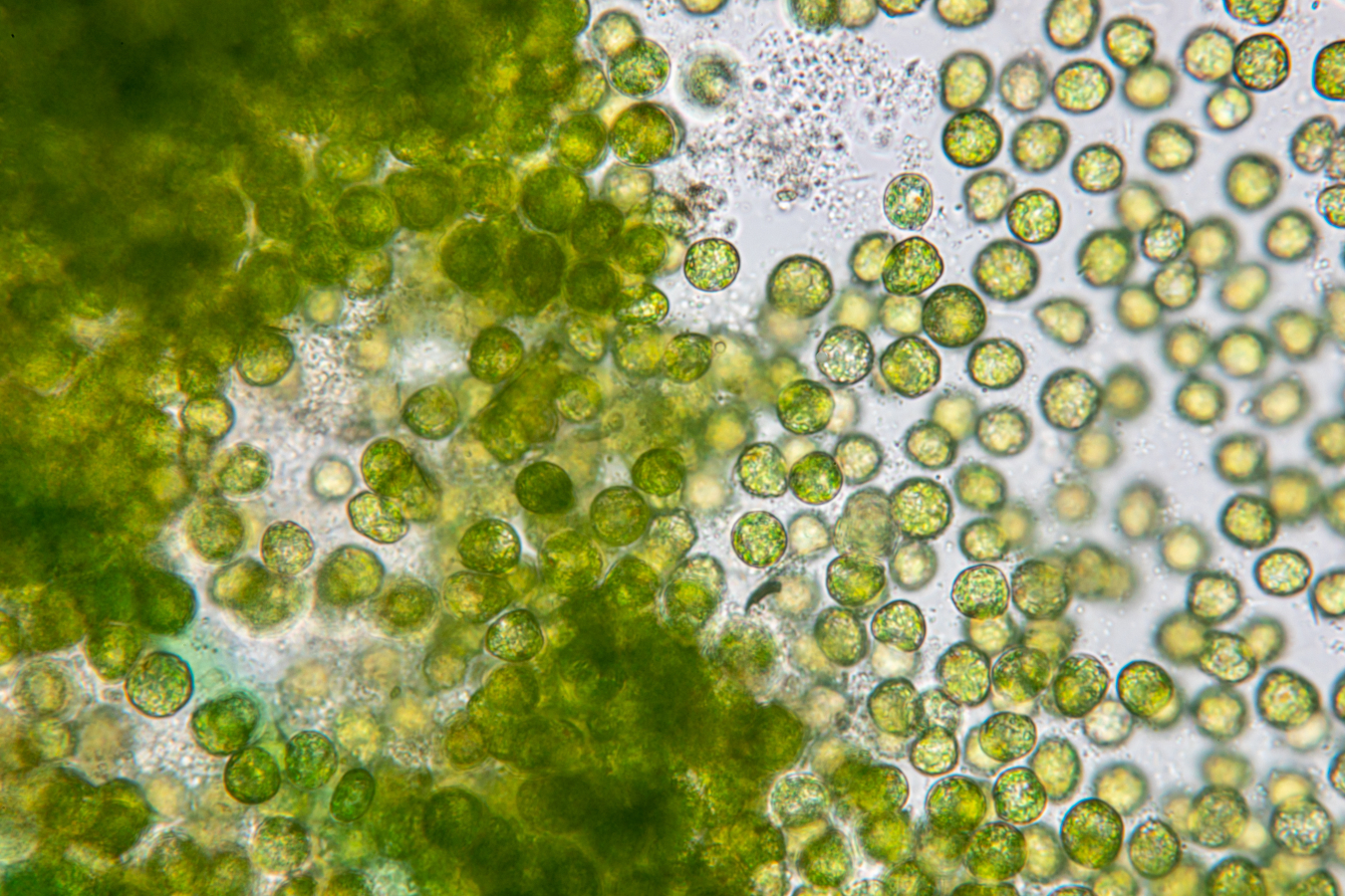 RCR Chlorella
